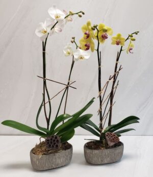Double spikes of white and yellow phalaenopsis orchids in low pots.