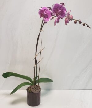 Purple phalaenopsis orchid in a decorative pot