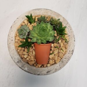 An illusory potted succulent as seen from above with a terracotta pot nestled into the dirt.