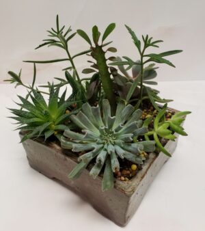 Multiple varieties of succulents in a square stone planter